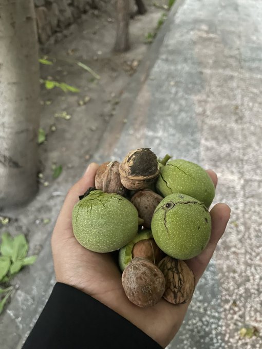 Taze ceviz lekesi nasıl çıkarılır? El ve kıyafete bulaşan ceviz lekesinden böyle kurtulabilirsiniz