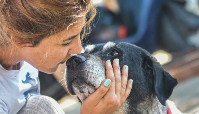 Havrita uygulaması ile ilgili korkunç iddia! 'İşaretlenen yerlerde sokak köpekleri öldürülüyor'