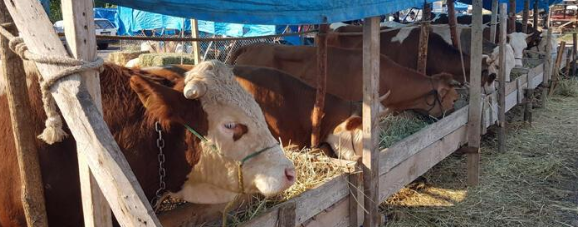 Kurbanlık seçerken nelere dikkat edilmesi gerekiyor