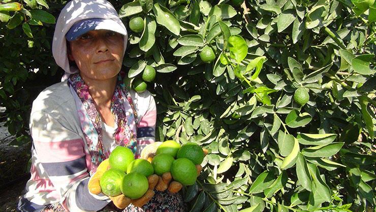 Lime limonu hasadı başladı! Kilosu 70 liraya satılıyor