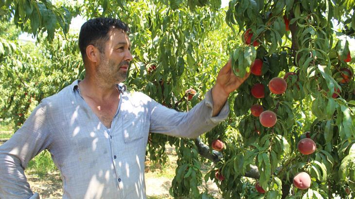 Şeftalide rekolte yüksek, fiyatlar düşük