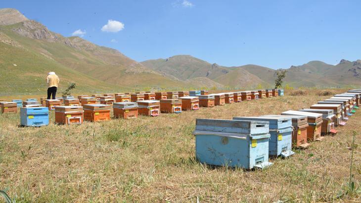 Şırnak'ta 700 ton baldan 150 milyon lira gelir hedefleniyor